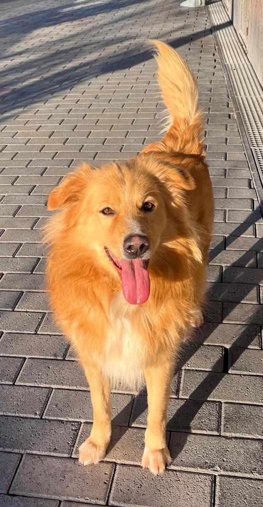 Dior Cagnolino Fulvo